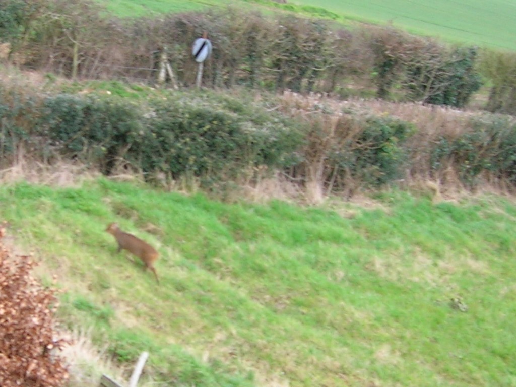 Uk Deer